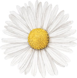 Common Daisy Flower